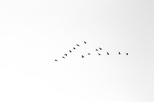 Flock of cranes flying in the sky