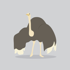 ostrich vector cartoon illustration. Cute friendly welsh ostrich, isolated on grey. Pets, animals, bird theme design element in contemporary simple flat style