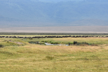 View of Ngorongoro Conservation Area, Tanzania