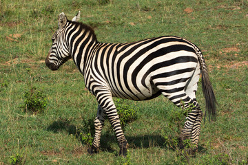 Fototapeta na wymiar Common Zebra in Masai Mara National Park in Kenya, Africa