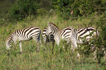 Fototapeta na wymiar A Herd of Common Zebras in Masai Mara National Park in Kenya, Africa