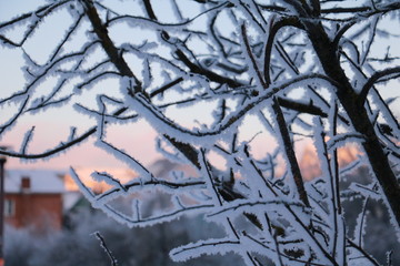 snow covered branches