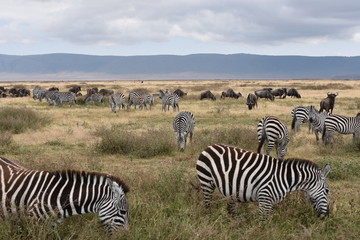 View of Ngorongoro Conservation Area, Tanzania