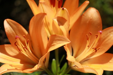 three orange lilies close-up
