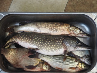 Just caught river fish in a metal container.Pike,Chub, and large bream.