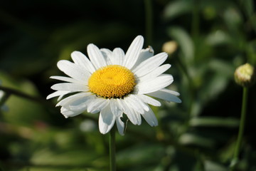 Obraz premium white daisy flower
