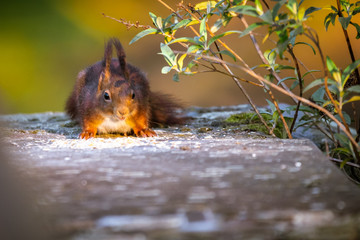 Eichhörnchen