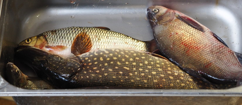 Just caught river fish in a metal container.Pike,Chub, and large bream.