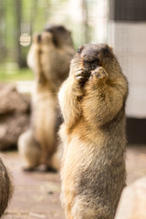  the bobac marmot