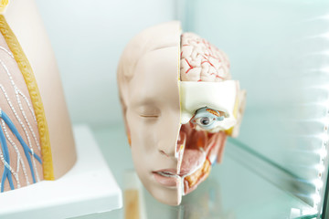 head anatomy model in the medical hospital museum