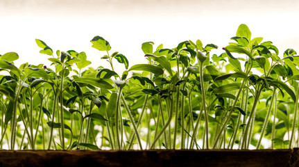Sunny garden and spring vegetable sprouts	