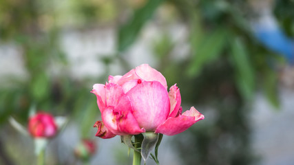 Detailed up-close photo of a tropical pink coloured rose creates an interesting abstract effect.