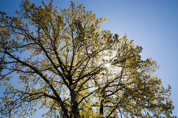 kinds of trees