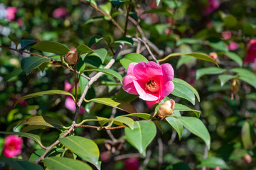 Pink flowers of camellia x williamsii Mary Christian