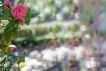 Flowers of pink camellia japonica Mrs tingley with blurred background as copyspace