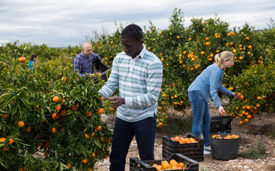 African-American man picking ripe tangerines © JackF