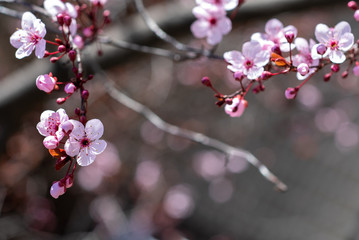 A branch with pink plum flowers and  with blurred background as copyspace