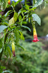 Closeup on a flower of red angel's trumpet