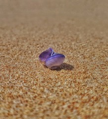 shell on the beach