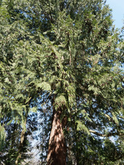 (Thuja plicata) Thuja géant de Californie, vieux et haut conifère ornemental, au tronc énorme...