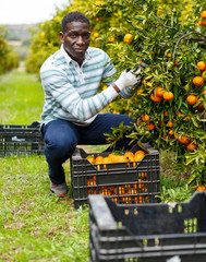 African-American man picking ripe tangerines © JackF