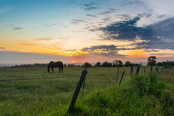 Rural sunrise scene with grazing horse - obrazy, fototapety, plakaty