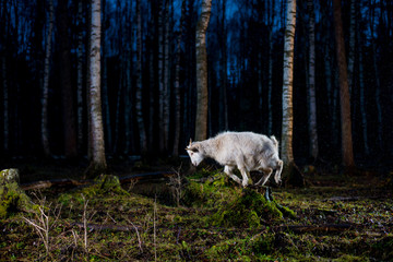 Goat posing for camera in woods on a stump. Photosession whith animals at night. Green moss in forest.