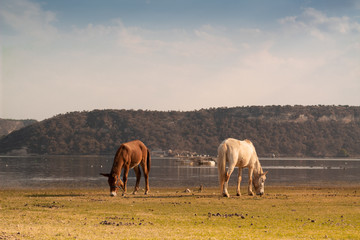 Obraz premium two horses grazing on a meadow