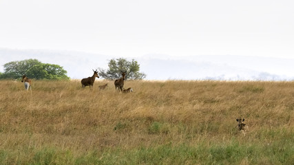 a cheetah pair watching a nursing hartebeest at serengeti