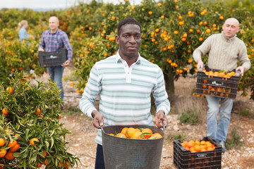 Group of farmers picking mandarins