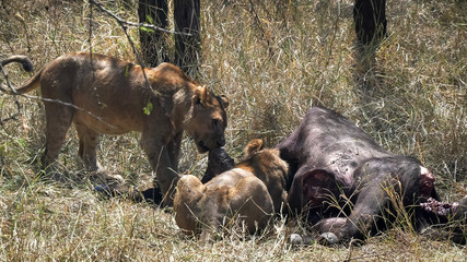 lioness pulling on the hide of a buffalo kill at serengeti np