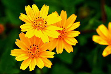 Flower yellow in garden