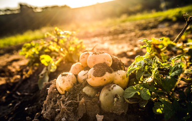 plantations grow. Harvesting  fresh organic potatoes in the field. Potato lie in hole bed mud....