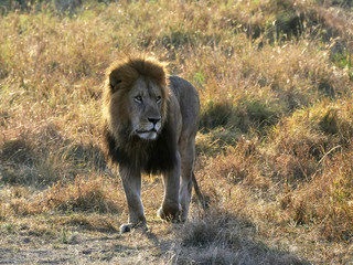 sunrise shot of a back lit male lion walking at masai mara in kenya