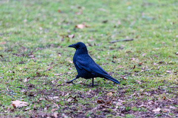Crow walking in the park