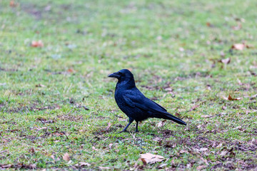 Crow walking in the park