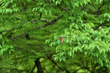 新緑の木にカワセミが止まろうとしています