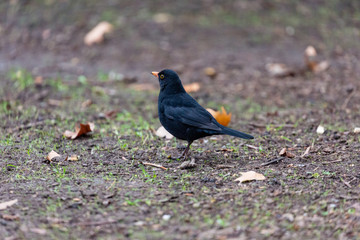 Small black bird walking in park