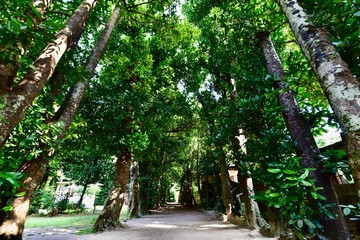 沖縄の備瀬のフクギ並木