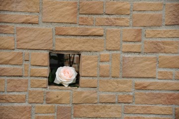 タイルの壁からのぞくバラの花です