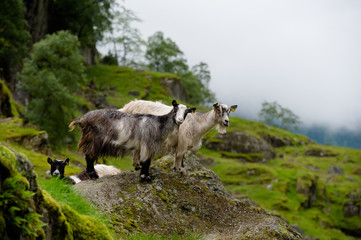 Obraz na płótnie Canvas Goats in mountain landscape, Norway