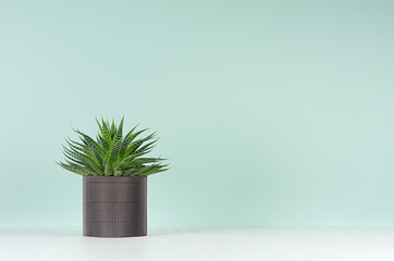 Spring interior in trendy green mint menthe color with rich aloe houseplant in ribber black pot on  white wood shelf, copy space.