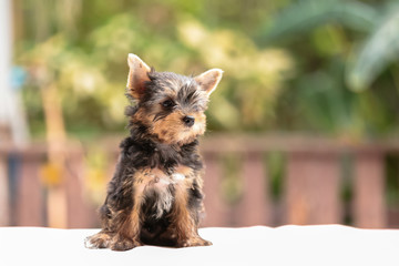 yorkshire terrier felling happy , Cute puppy yorkie stand on the wood table on the nature...