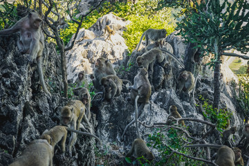 Fototapeta na wymiar Monkeys in the temple on the mountain in the city of Prachuap Khiri Khan in Thailand