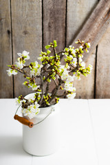 cherry flower blossom branch in enamel milk canister at white wooden table, old weathered wood wall background