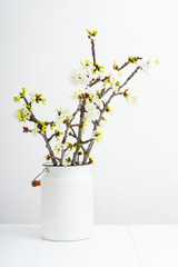 blossoming cherry flower branch at milk canister, white wood table