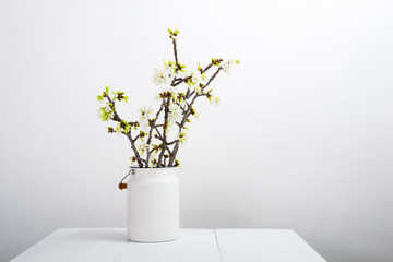 blossoming cherry flower branch at milk canister, white wood table