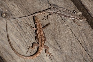 two lizards placed at an angle one orange one gray on wood