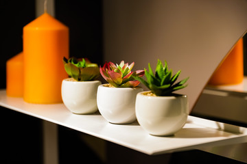 houseplants in pots