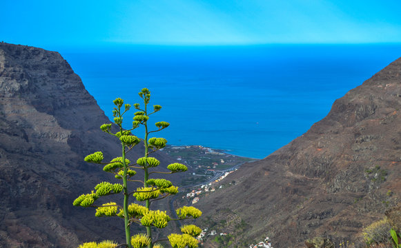 In the foreground a Canarian pita, a tree characteristic of the Canary Islands. At the bottom of the image the town of Valle Gran Rey, on the island of La Gomera.